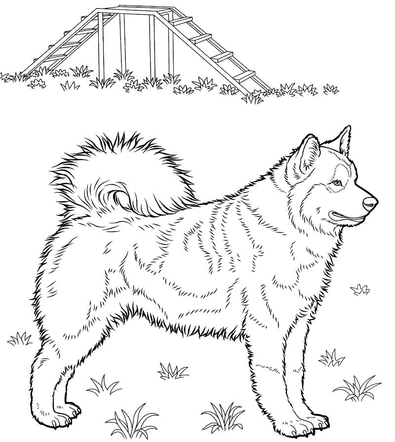 Husky Coloring Page