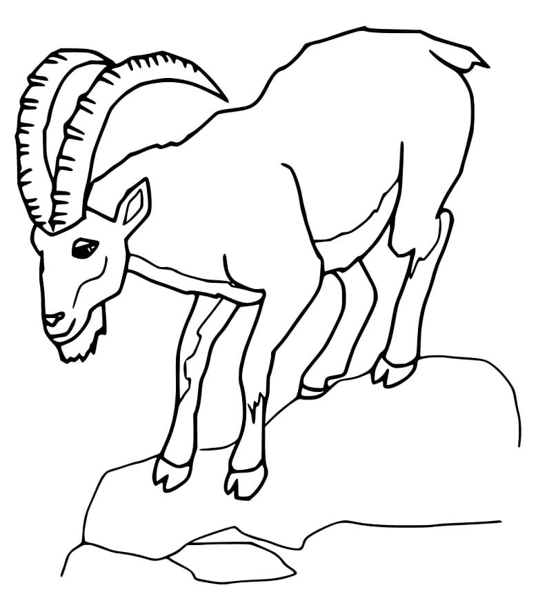 Ibex 1 Coloring Page