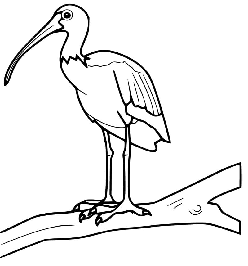 Ibis on Branch