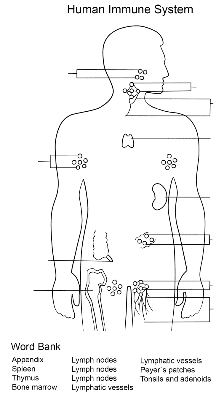 Immune System Worksheet Coloring Page