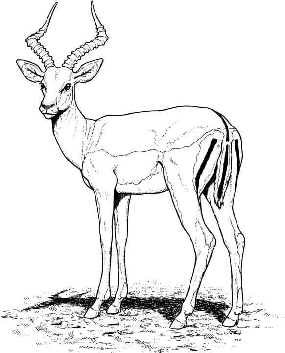 Impala Antelope Coloring Page