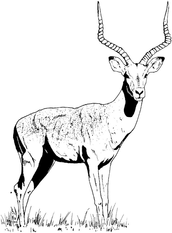 Impala Gazelle Coloring Page