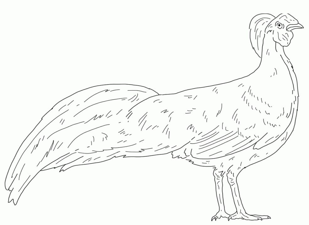 Imperial Pheasant