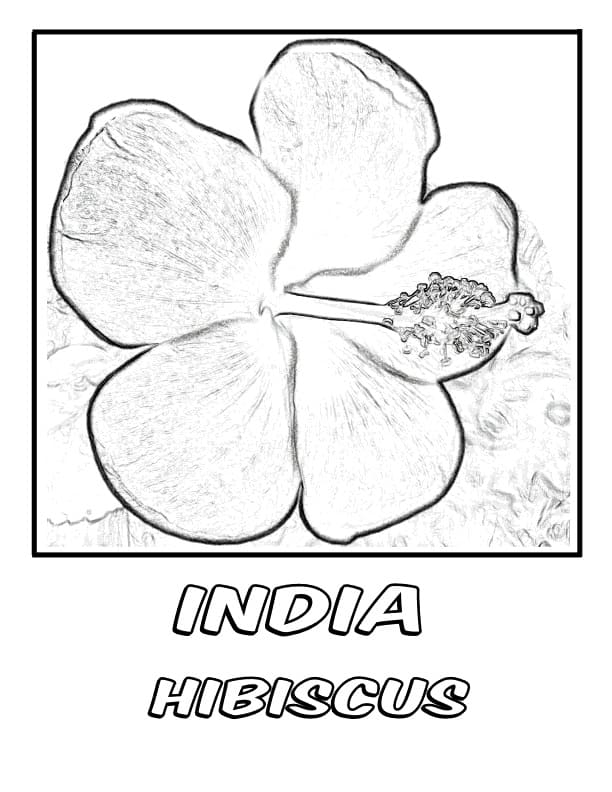 India Hibiscus
