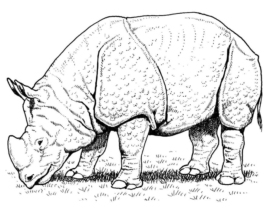 Indian Rhino Coloring Page