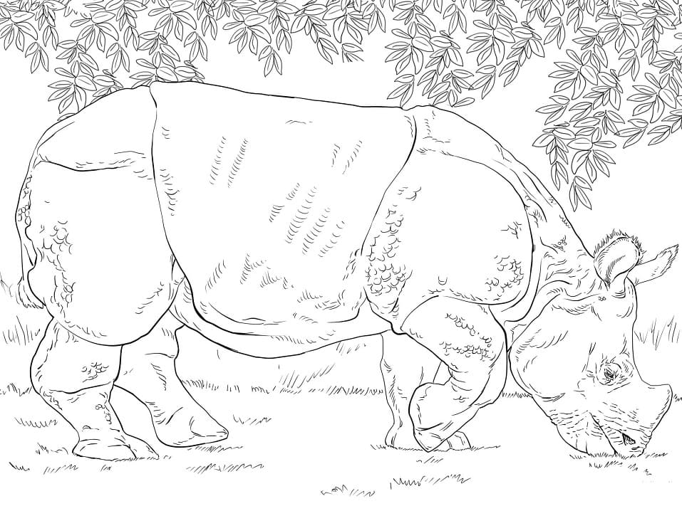 Indian Rhino Grazing Coloring Page