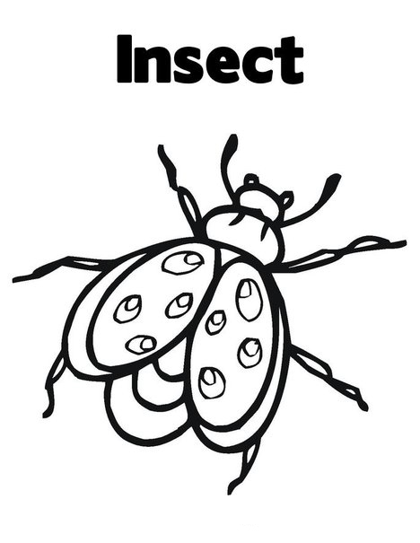 Insect Coloring Page