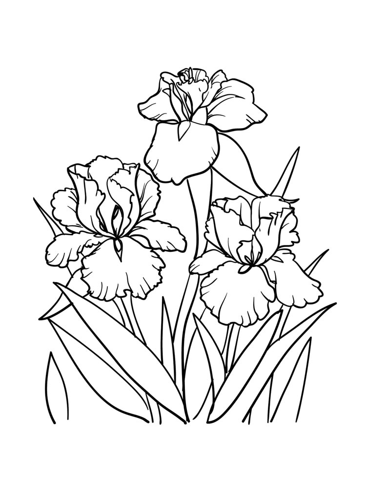 Iris Flowers Coloring Sheet Coloring Page