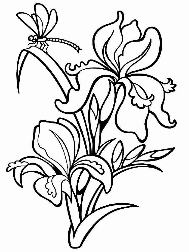 Iris Flowerss Coloring Page