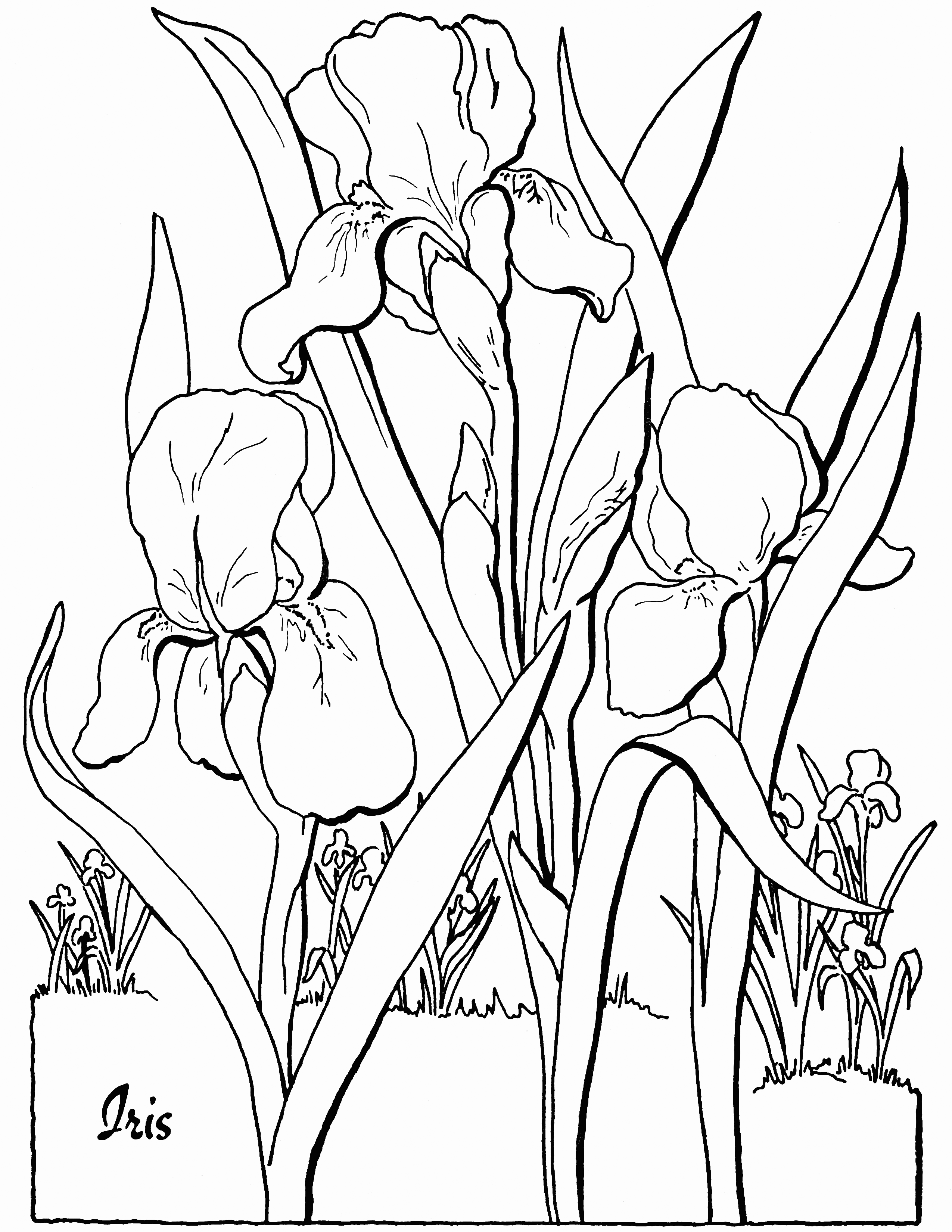 Iris Printable Coloring Page