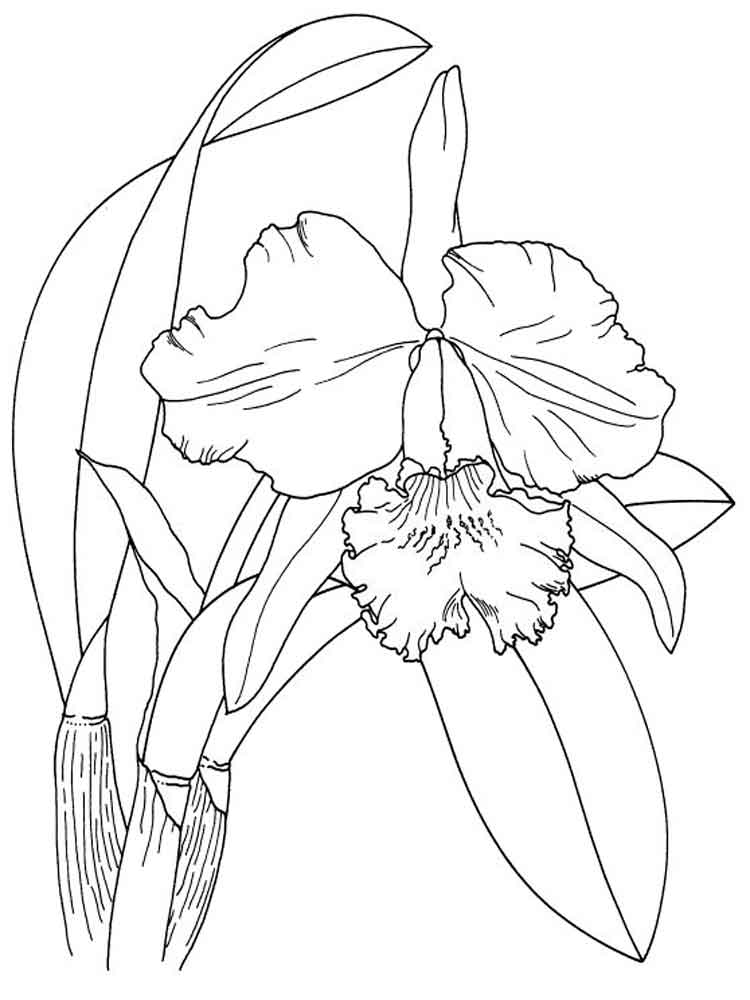 Iriss Coloring Page