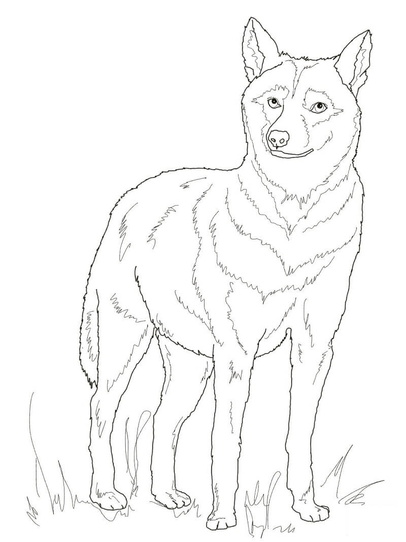 Italian Wolf Coloring Page