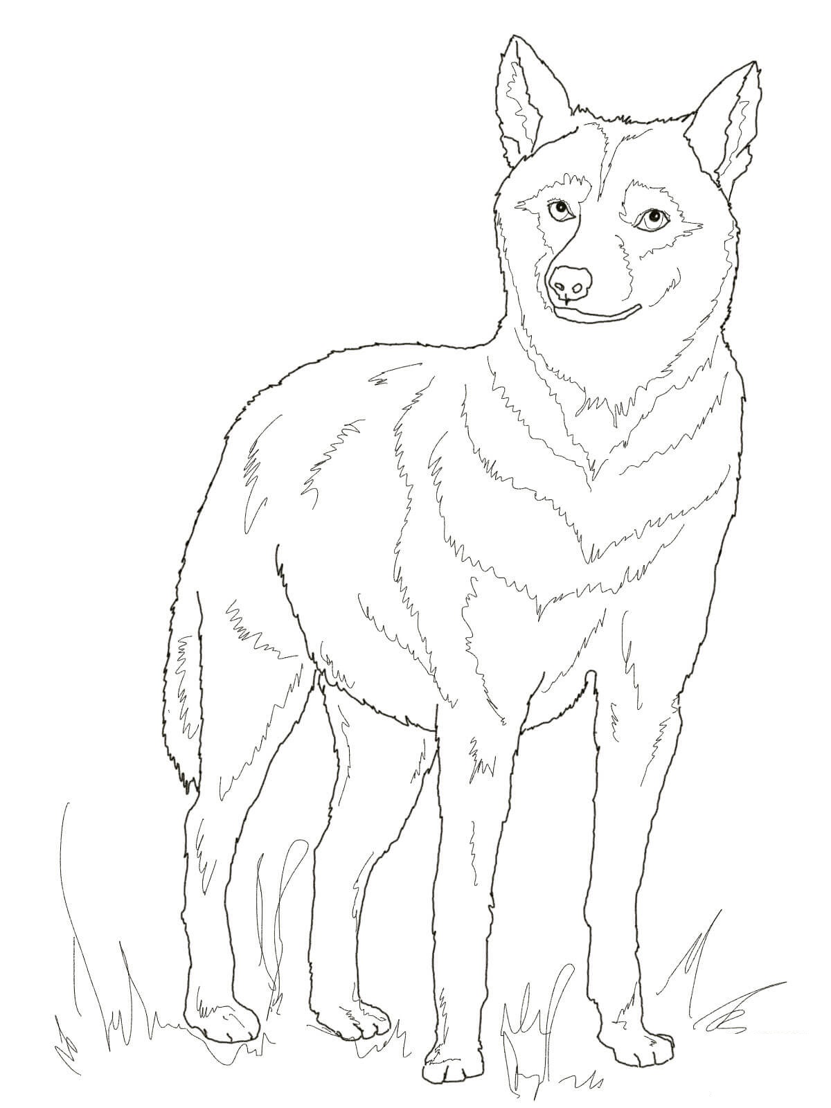 Italian Wolf Coloring Pages   Coloring Cool