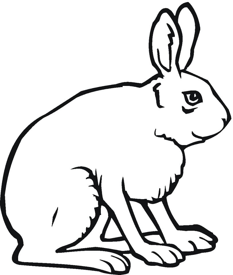 Jack Rabbit Coloring Page