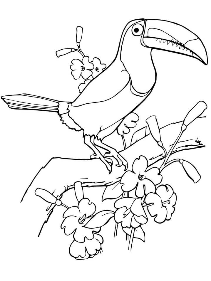 Keel Billed Toucan Bird Coloring Page