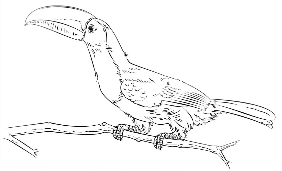 Keel Billed Toucan Coloring Page