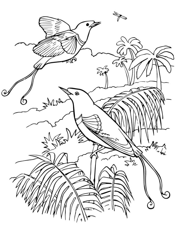 King Bird of Paradise Coloring Page