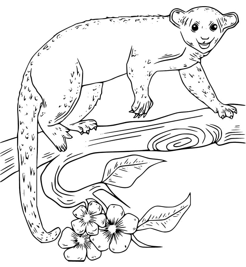 Kinkajou on a Branch Coloring Page