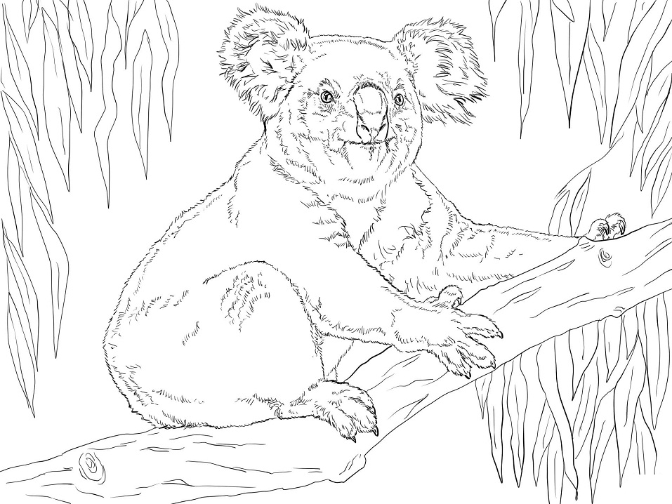 Koala Sits on a Branch