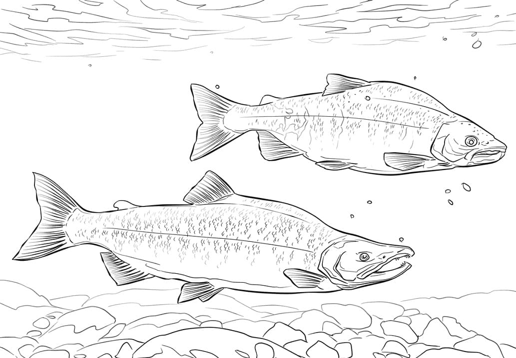 Kokanee Salmon