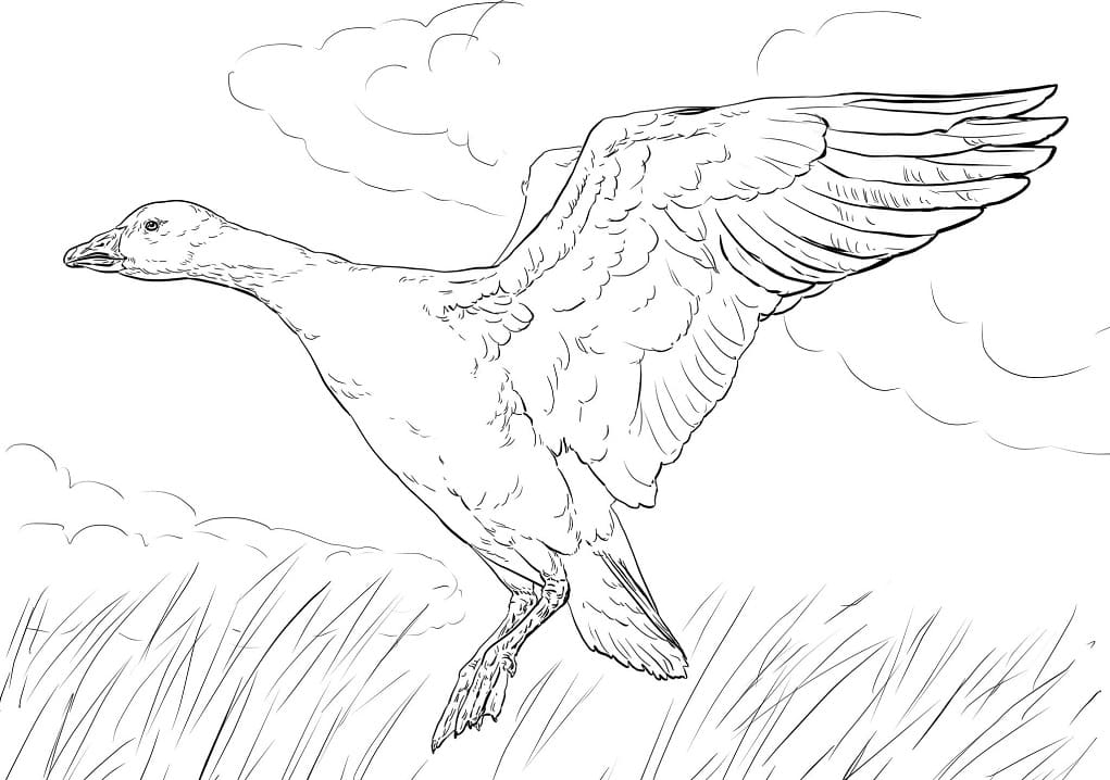Landing Snow Goose