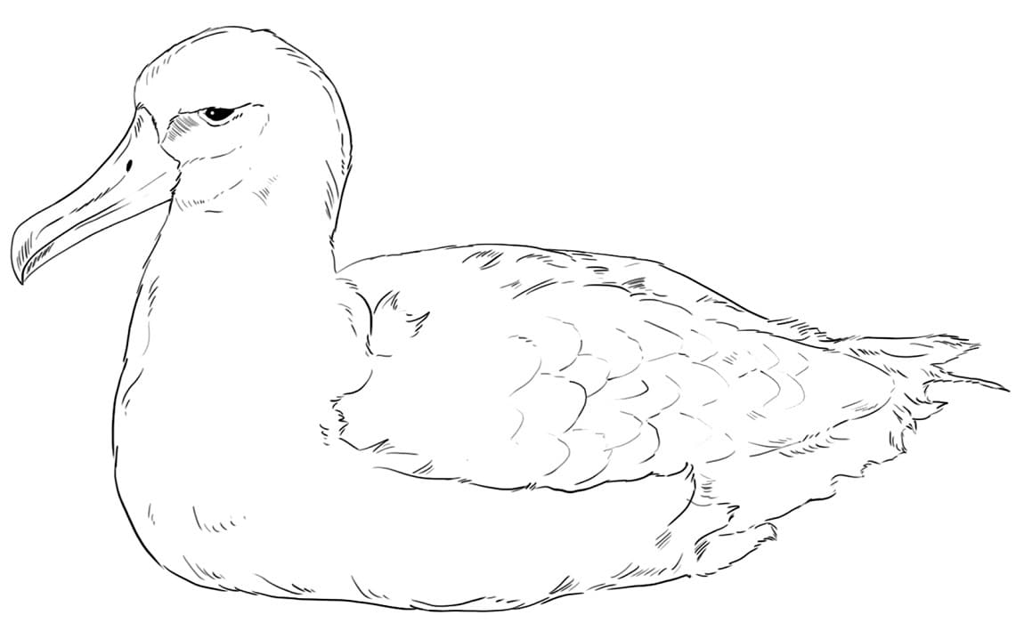 Laysan Albatross Coloring Pages   Coloring Cool