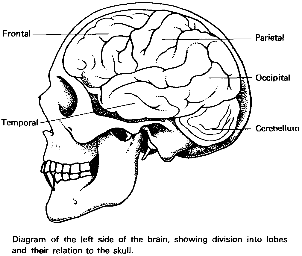 Left Side Of The Brain