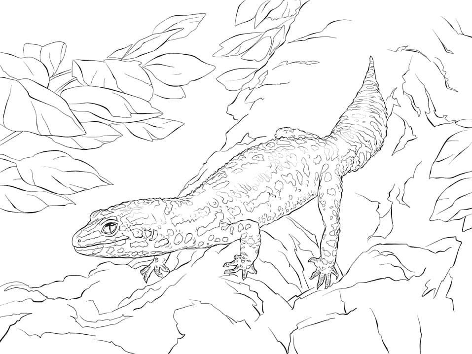 Leopard Gecko 1 Coloring Page