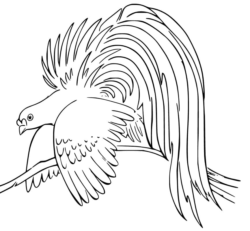 Lesser Bird of Paradise Coloring Page