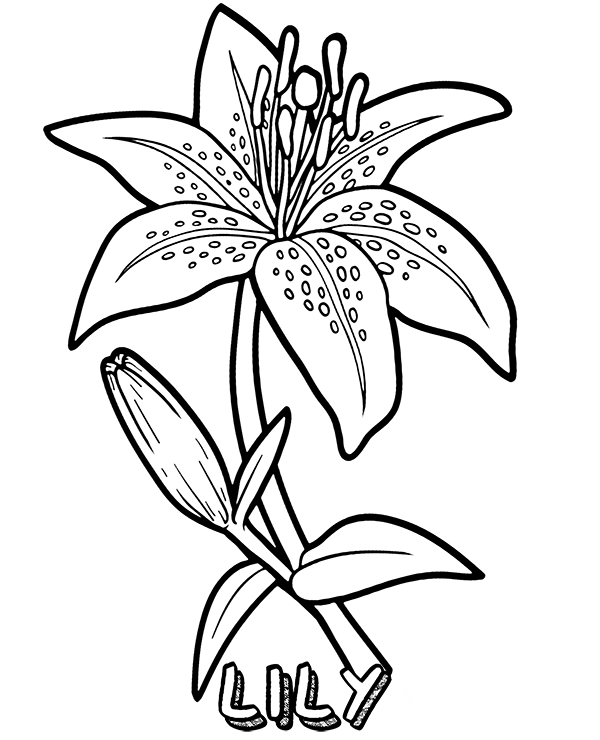 Lily Flower Coloring Page