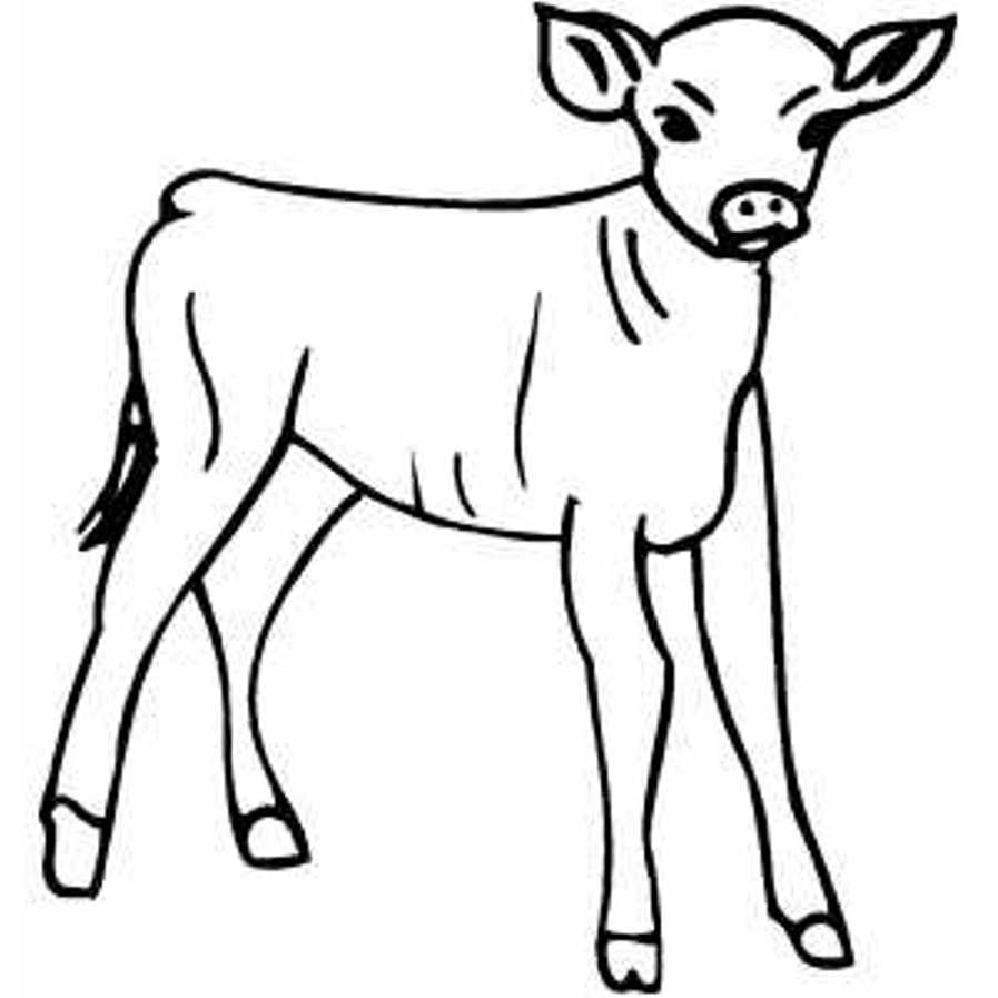 Little Calf Farm Animal S8e23 Coloring Page