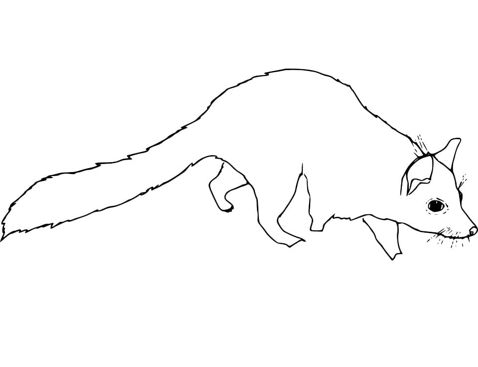 Little Coati Coloring Page