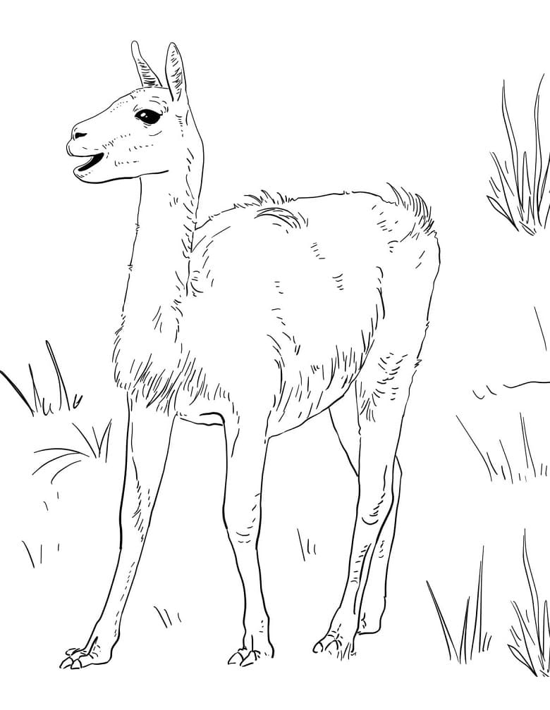 Little Guanaco Coloring Page