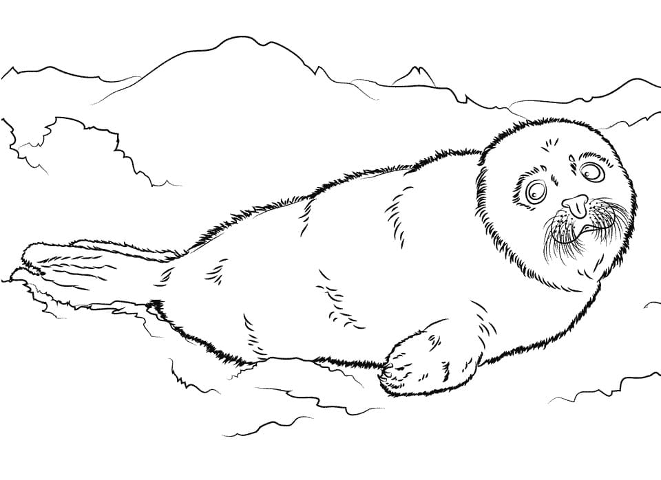 Little Harp Seal Coloring Page