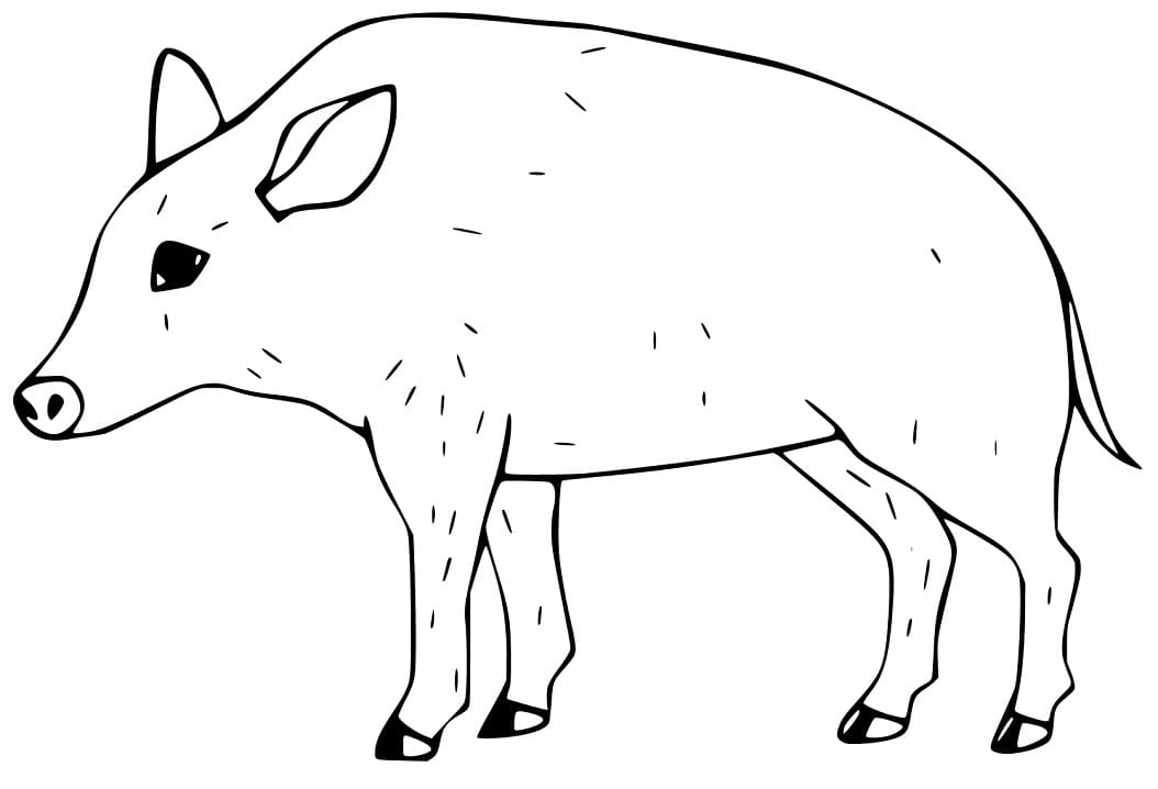 Little Peccary Coloring Page