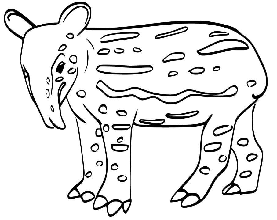 Little Tapir