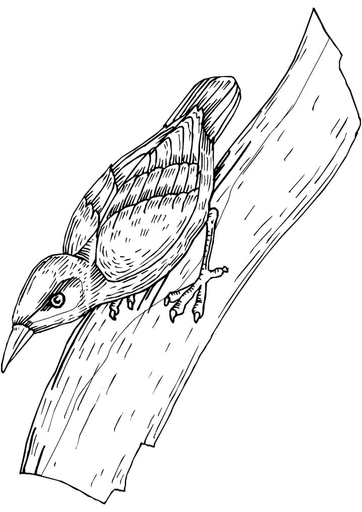 Little Woodpecker Coloring Page