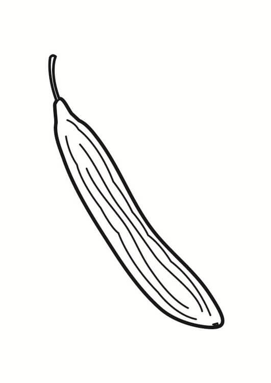 Long Cucumber Coloring Page
