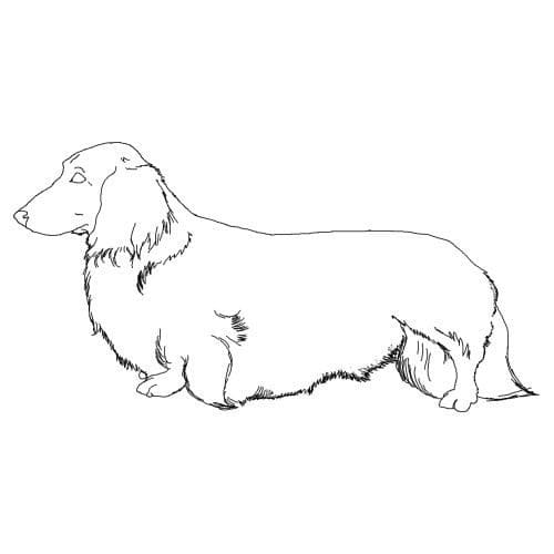 Longhaired Dachshund Coloring Page