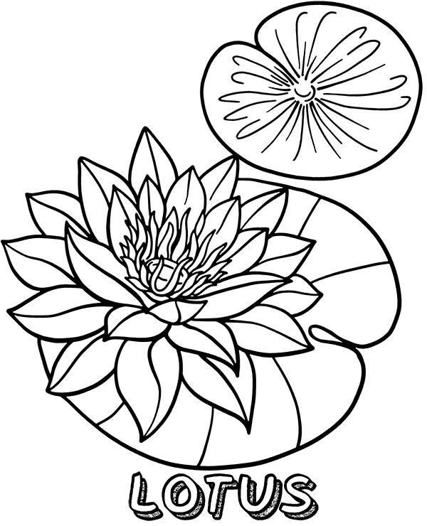 Lotus Flower Printable Coloring Page
