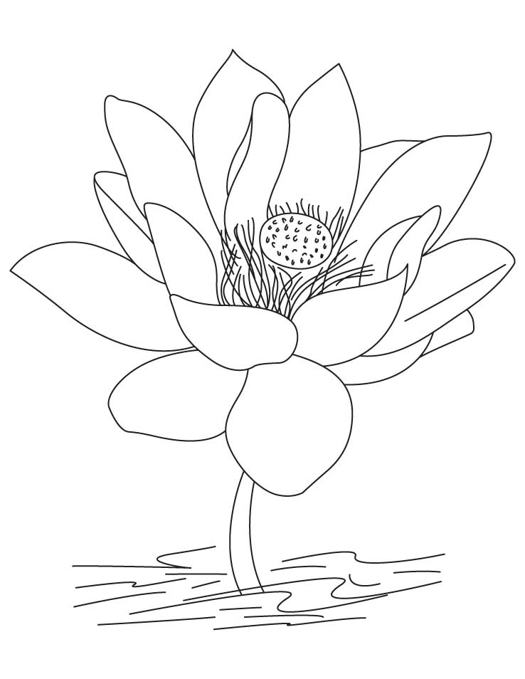 Lotus Flower Simple Coloring Page