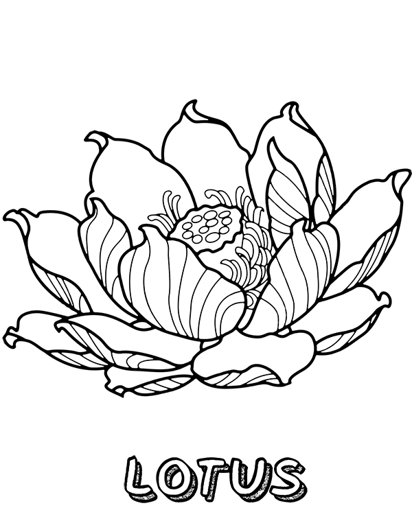 Lotus Flower To Print Coloring Page