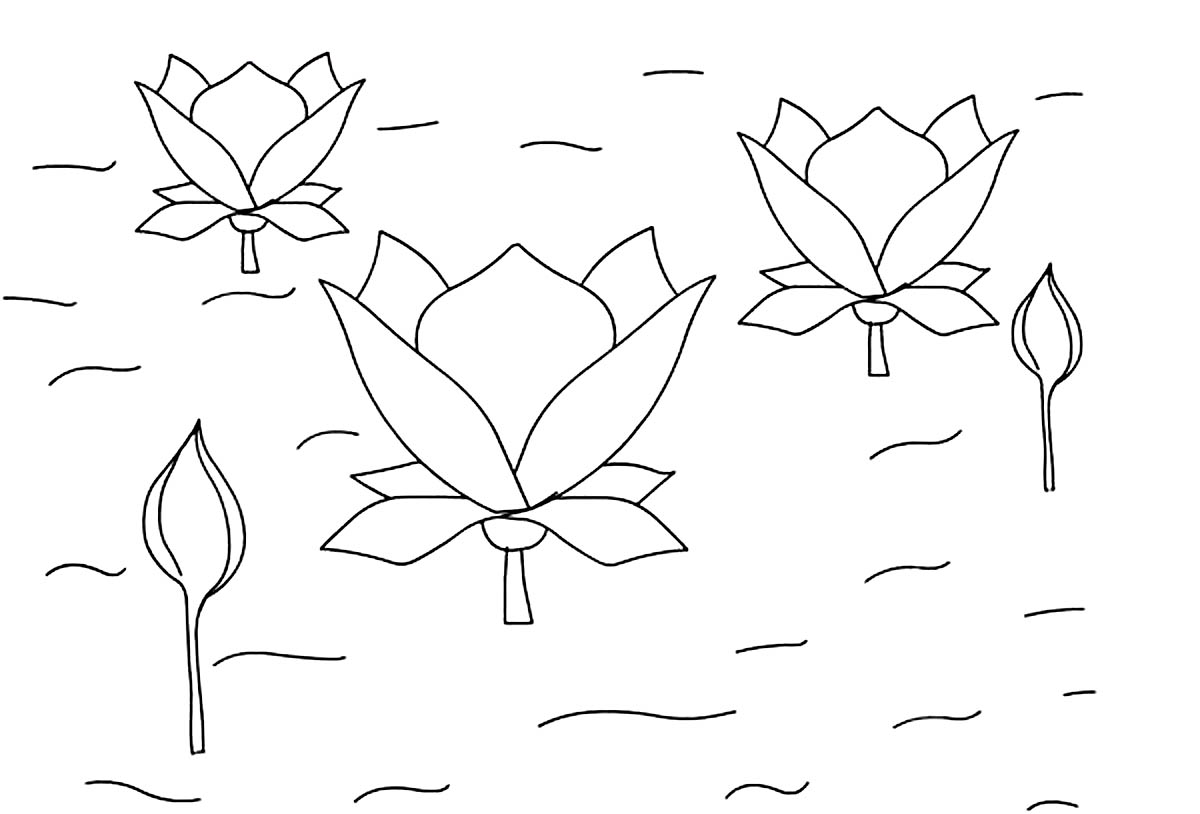 Lotus Flowers Images