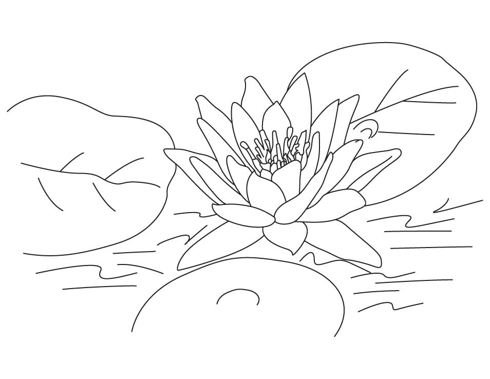 Lotus Flowers Pictures