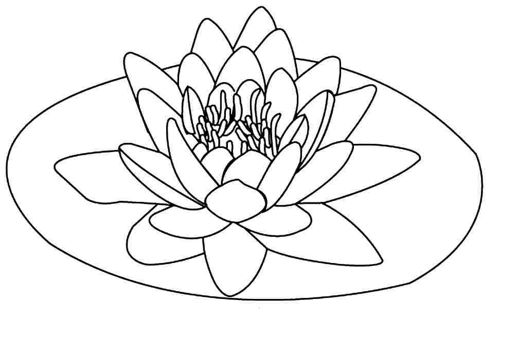 Lotus Flowers to Print Coloring Page