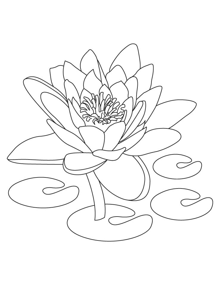 Lotuss for Kids