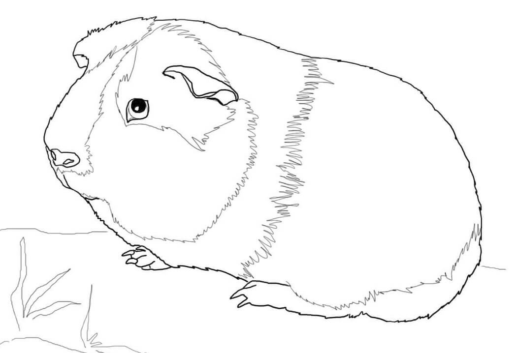 Lovely Guinea Pig Coloring Page