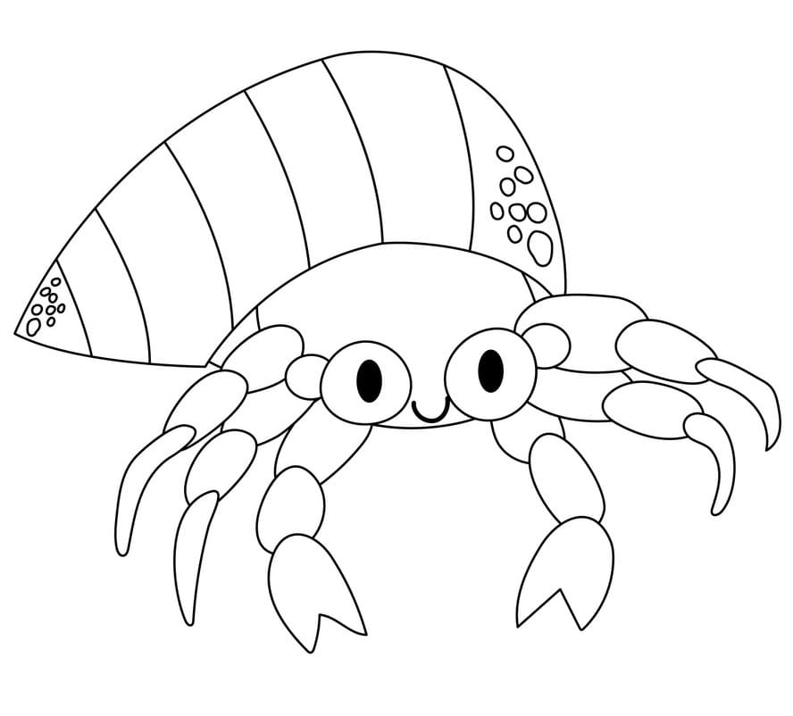 Lovely Hermit Crab