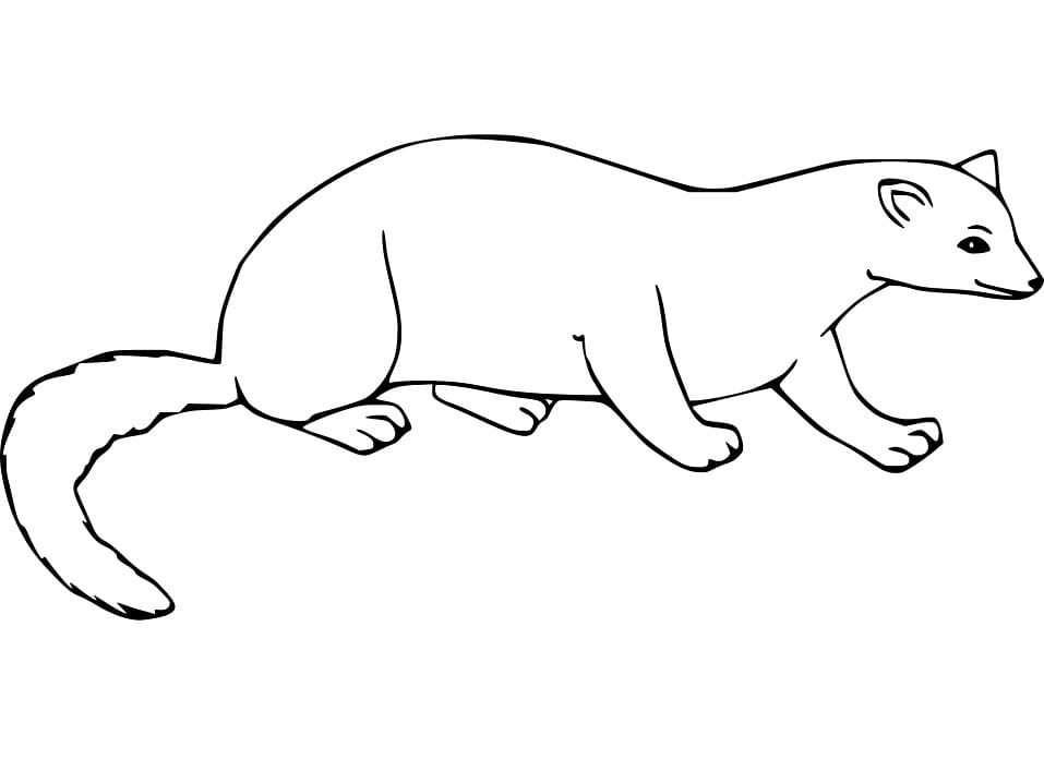Lovely Mink Coloring Page