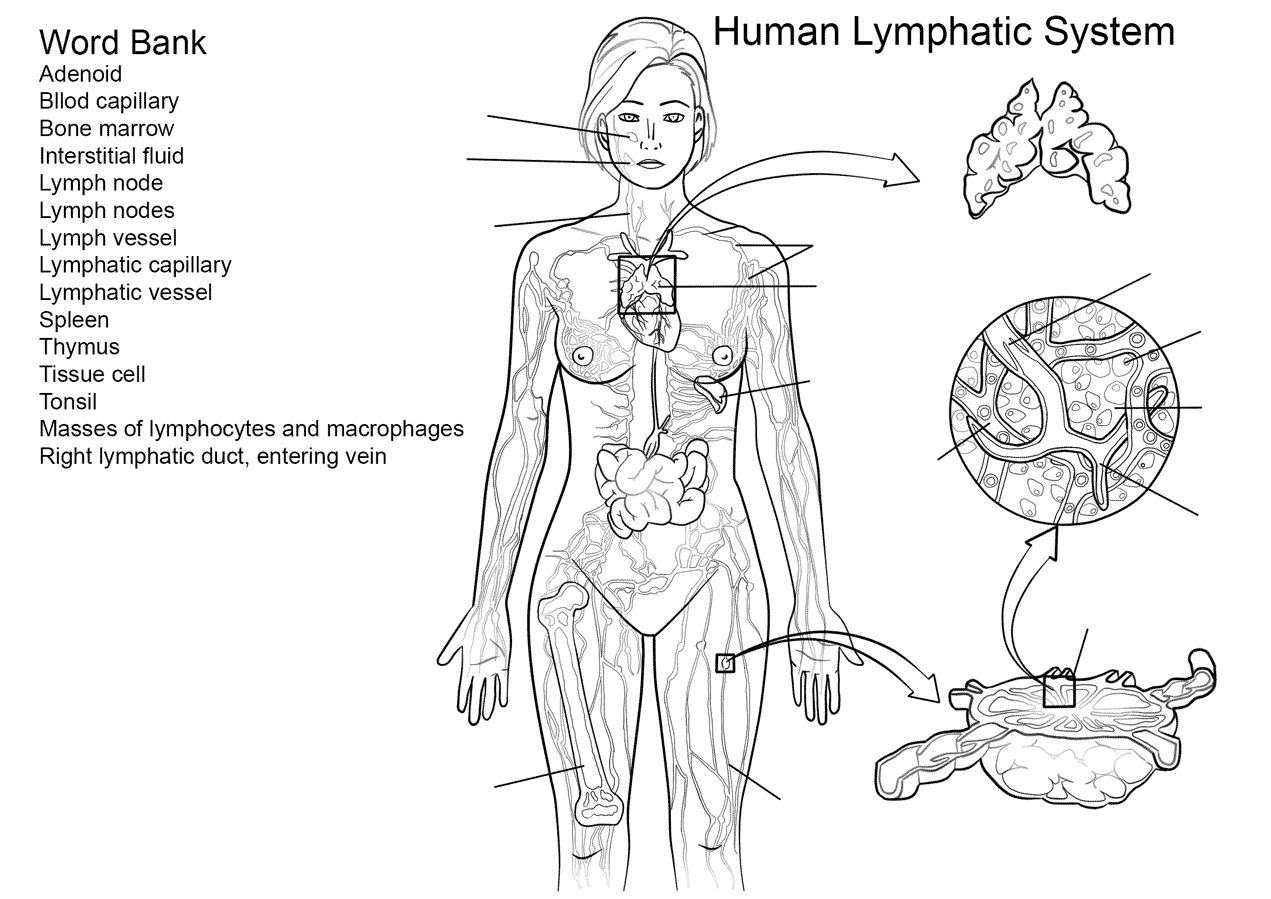 Lymphatic System Worksheet